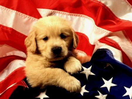 chiot